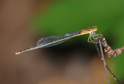 Female
2010_09_24_Wakulla_FL
